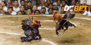 Đá gà thomo Debet