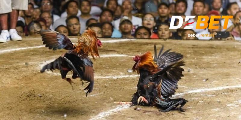 Khái niệm đá gà cựa sắt