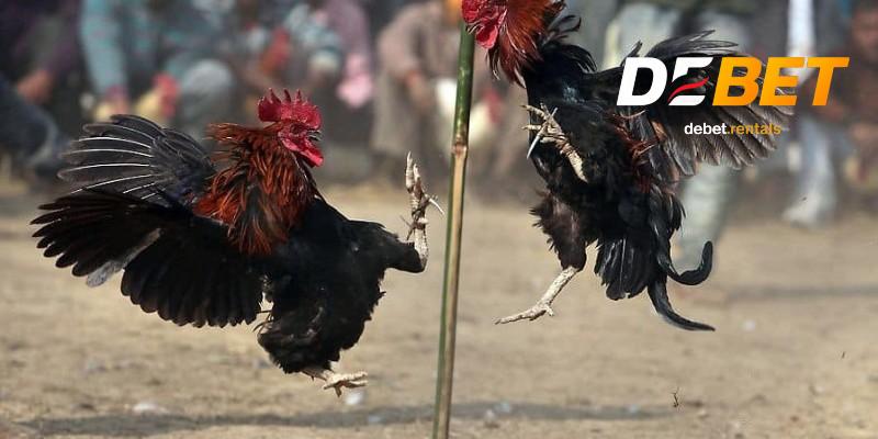 Quy tắc đá gà cựa sắt