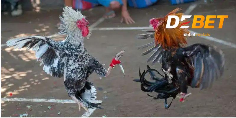 Tổng quan đá gà cựa dao